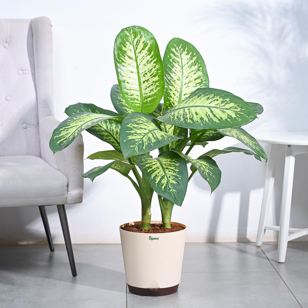 Dieffenbachia Tropic Snow Plant - XL