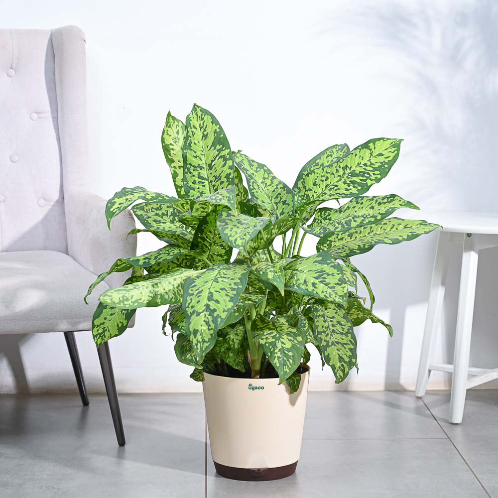 Dieffenbachia Cheetah Plant - XL