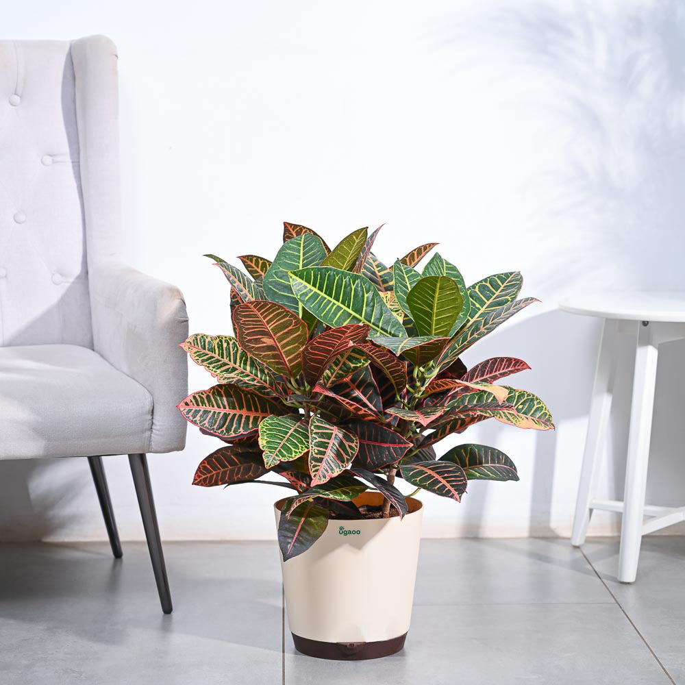 Croton Petra XL