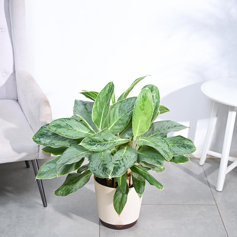 Aglaonema Ice Plant - XL