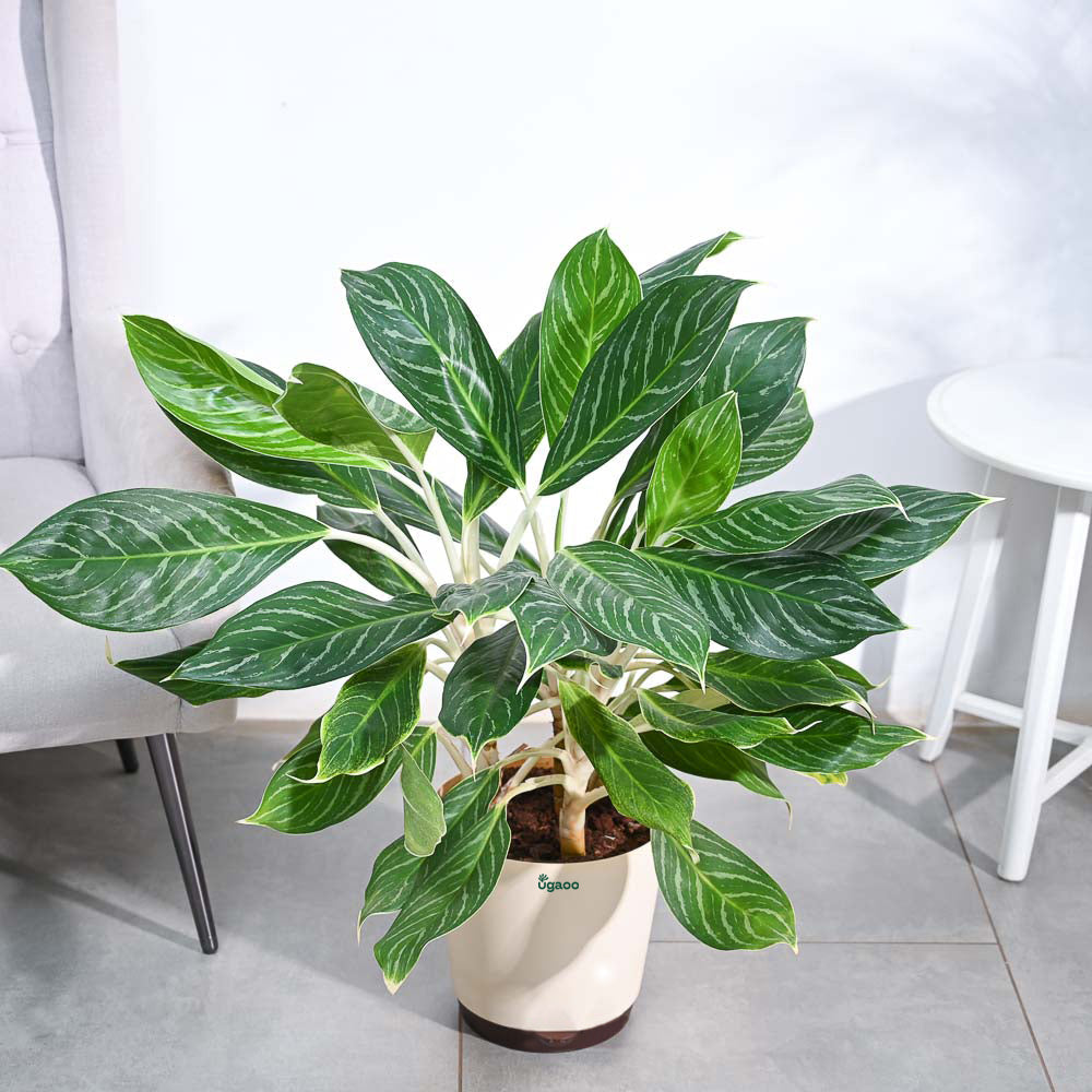 Aglaonema Stripes Plant - XL