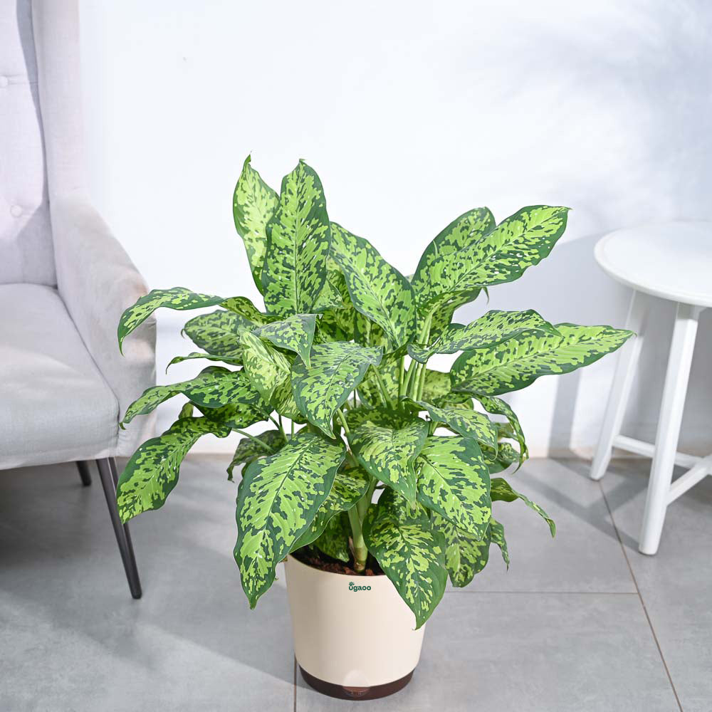 Dieffenbachia Cheetah Plant - XL
