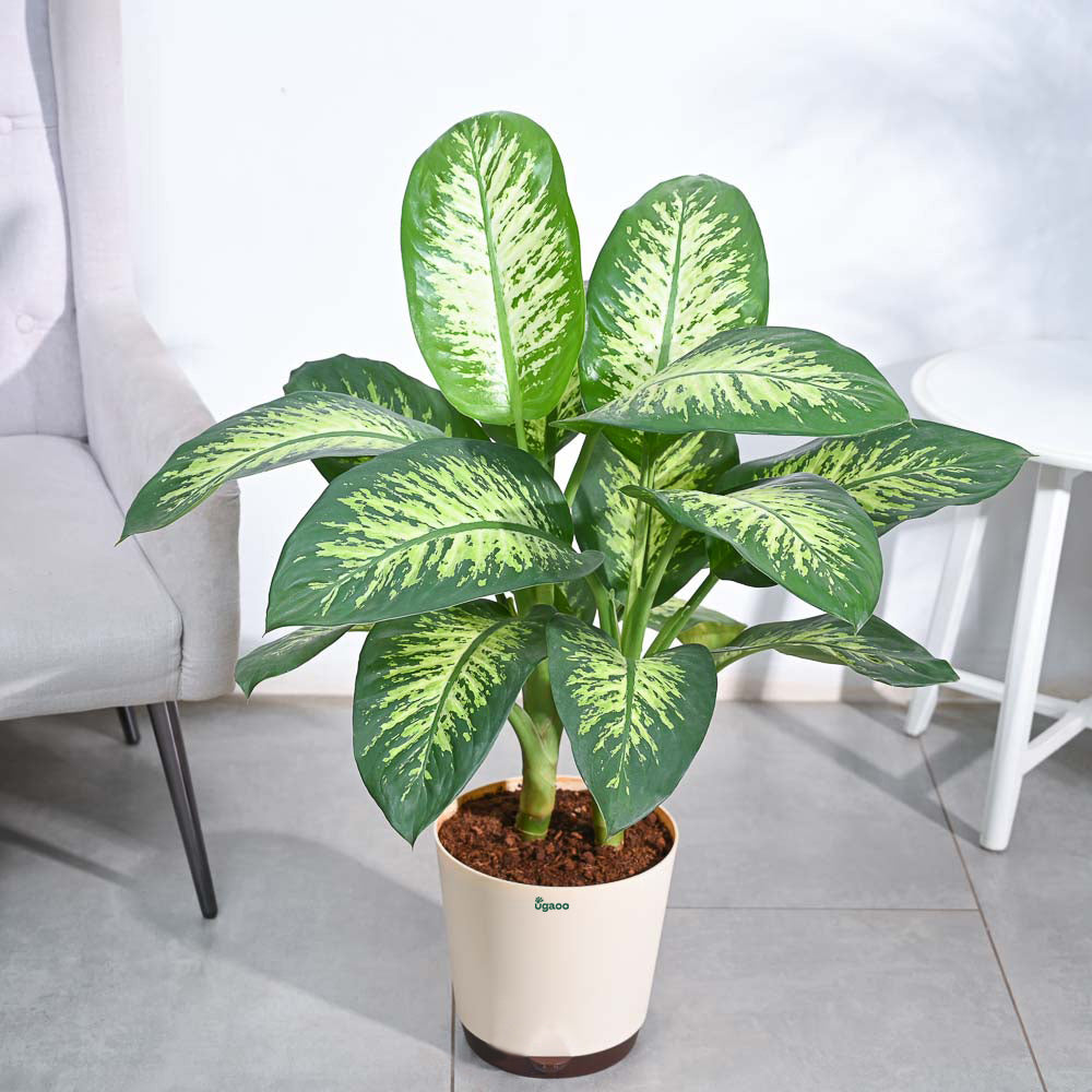 Dieffenbachia Tropic Snow Plant - XL