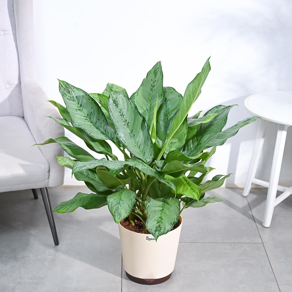 Aglaonema Dove Plant - XL