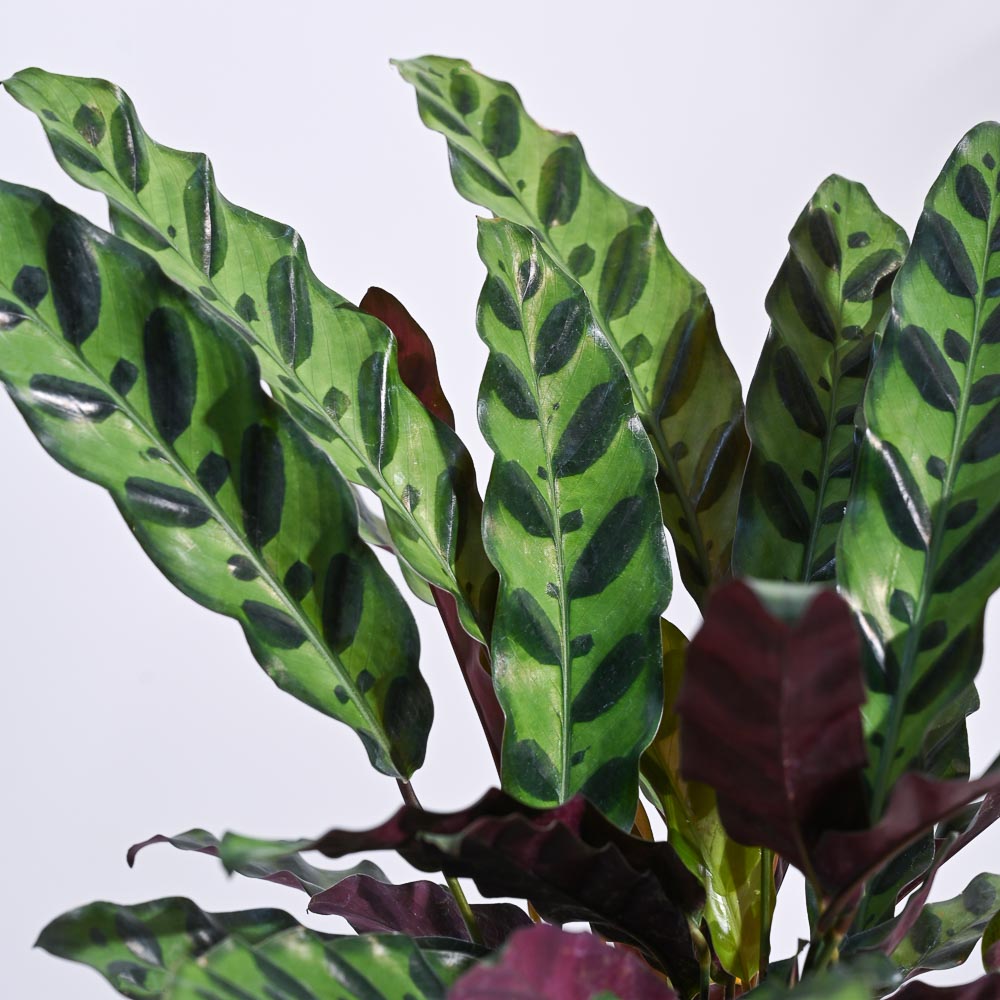 Calathea Rattlesnake Plant