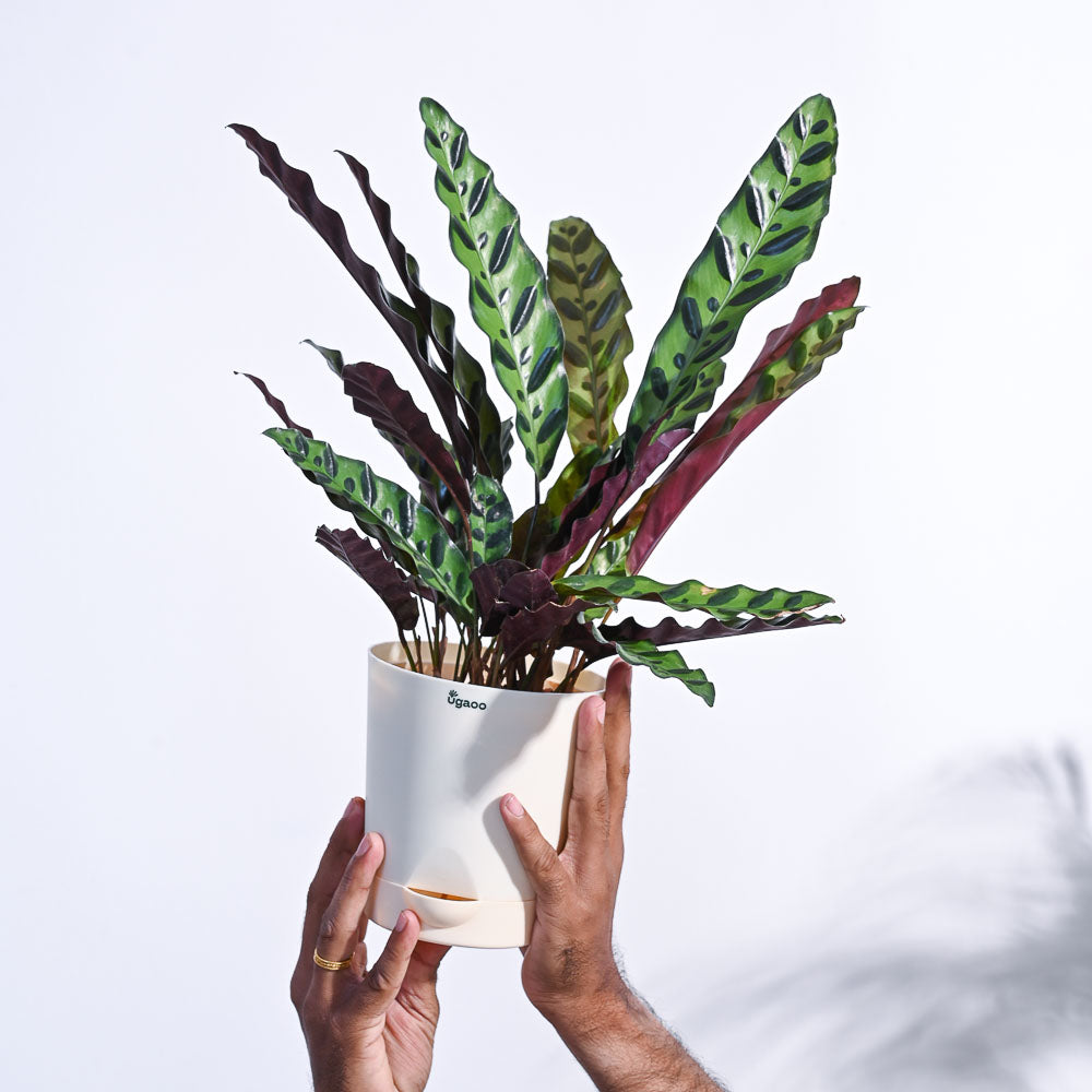 Calathea Rattlesnake Plant