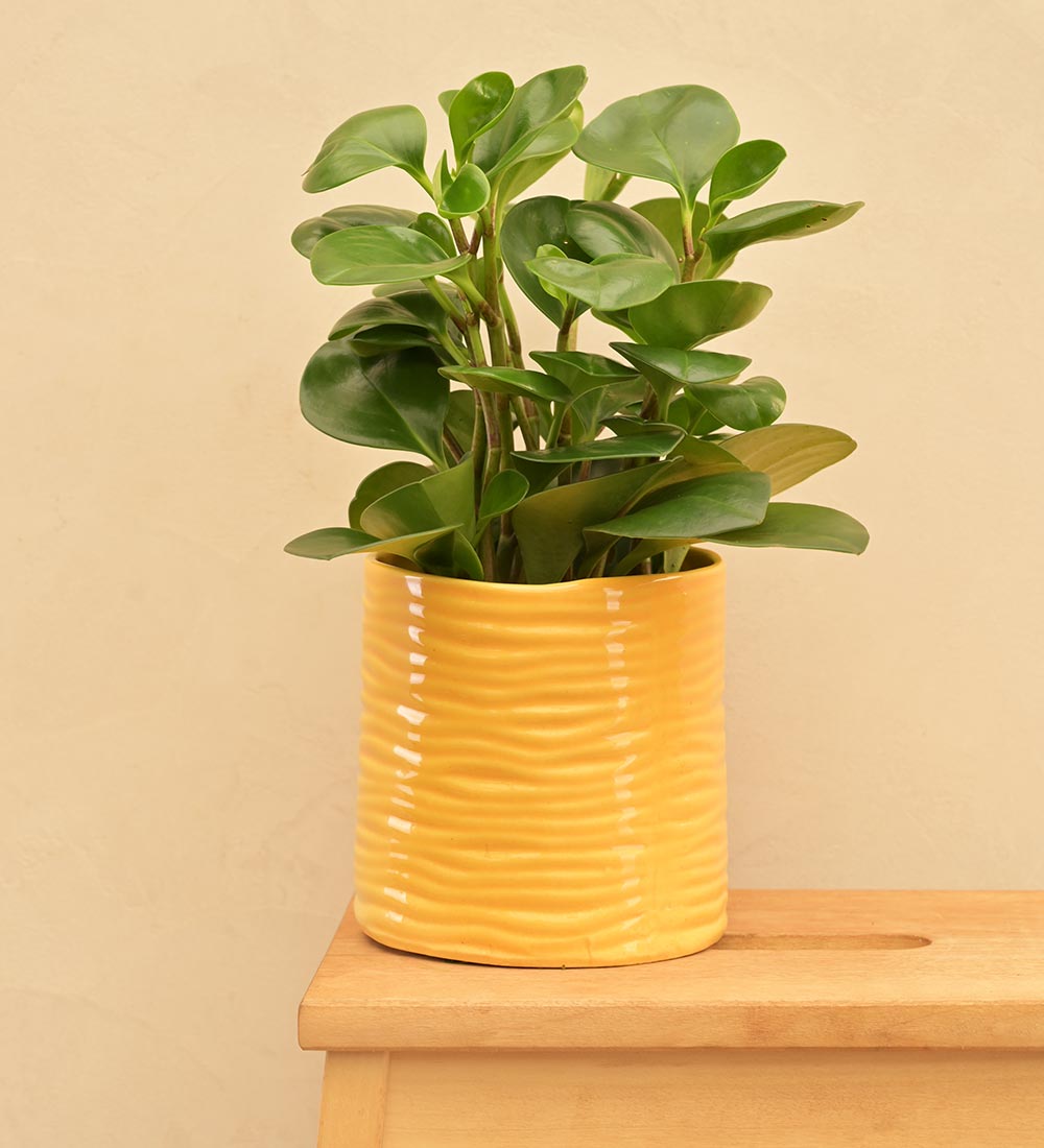 Sea Breeze Ceramic Planter