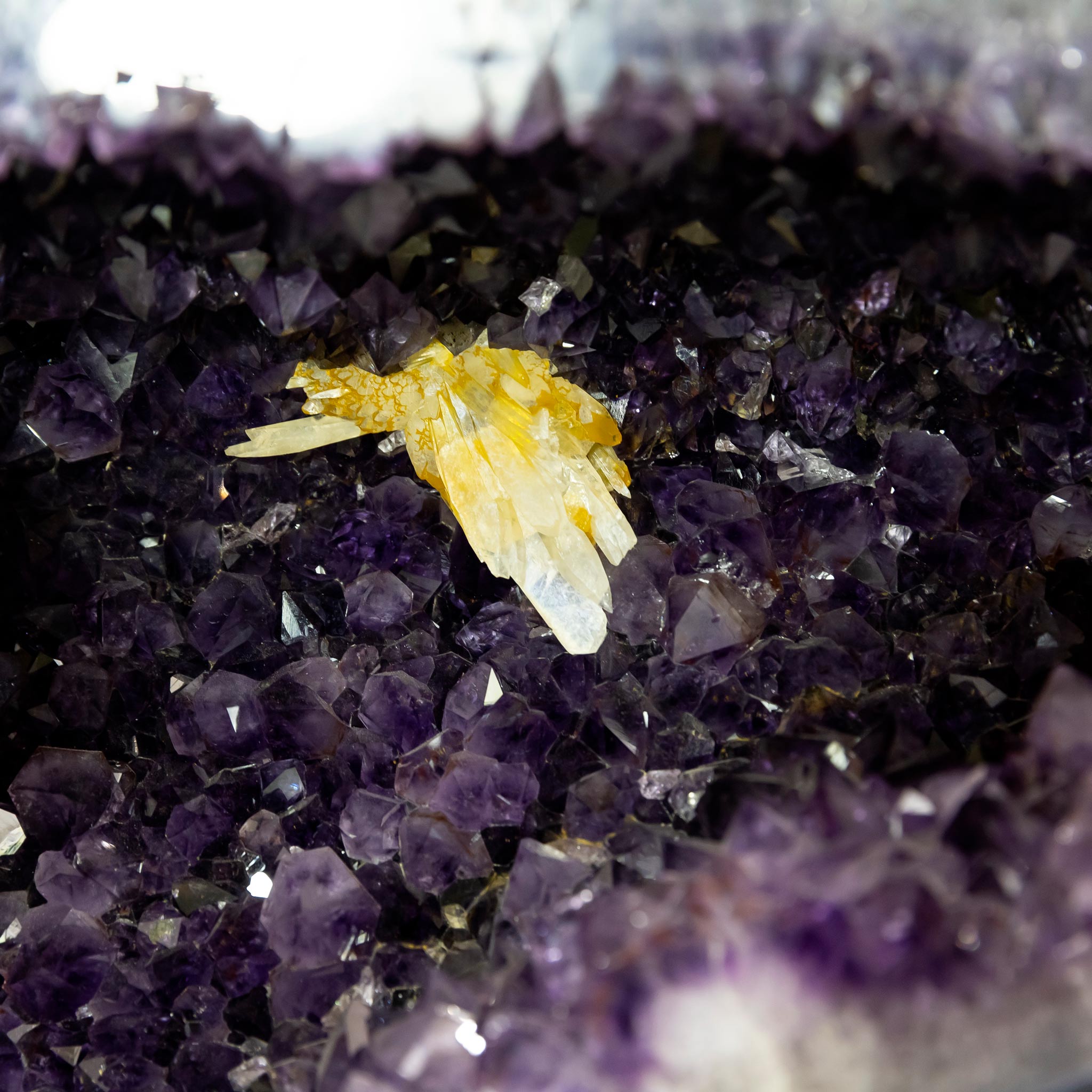 Amethyst Pair Dolphins