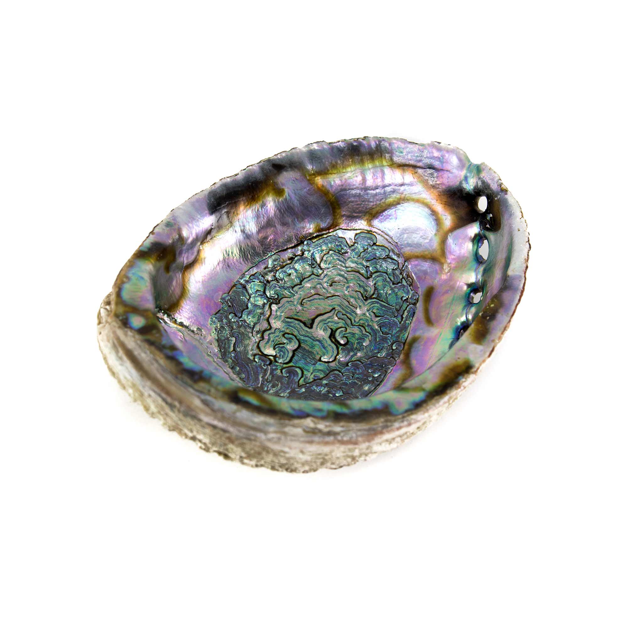 Abalone Smudging Shell