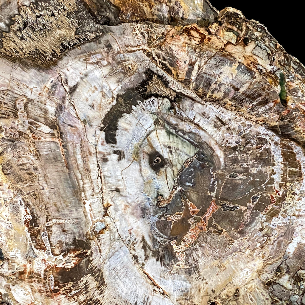 Petrified Tree Trunk with Engraved Face from Madagascar