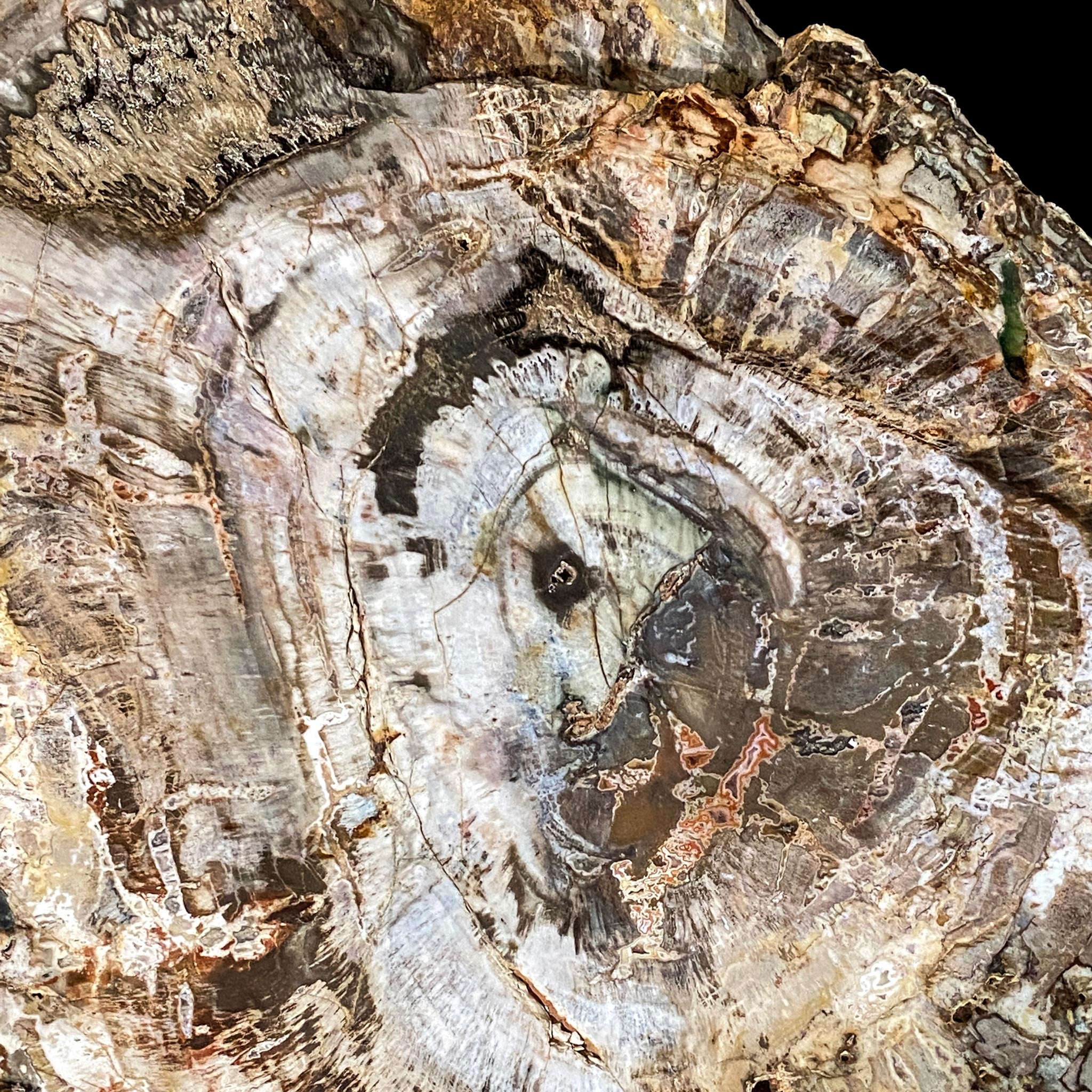 Petrified Tree Trunk with Engraved Face from Madagascar