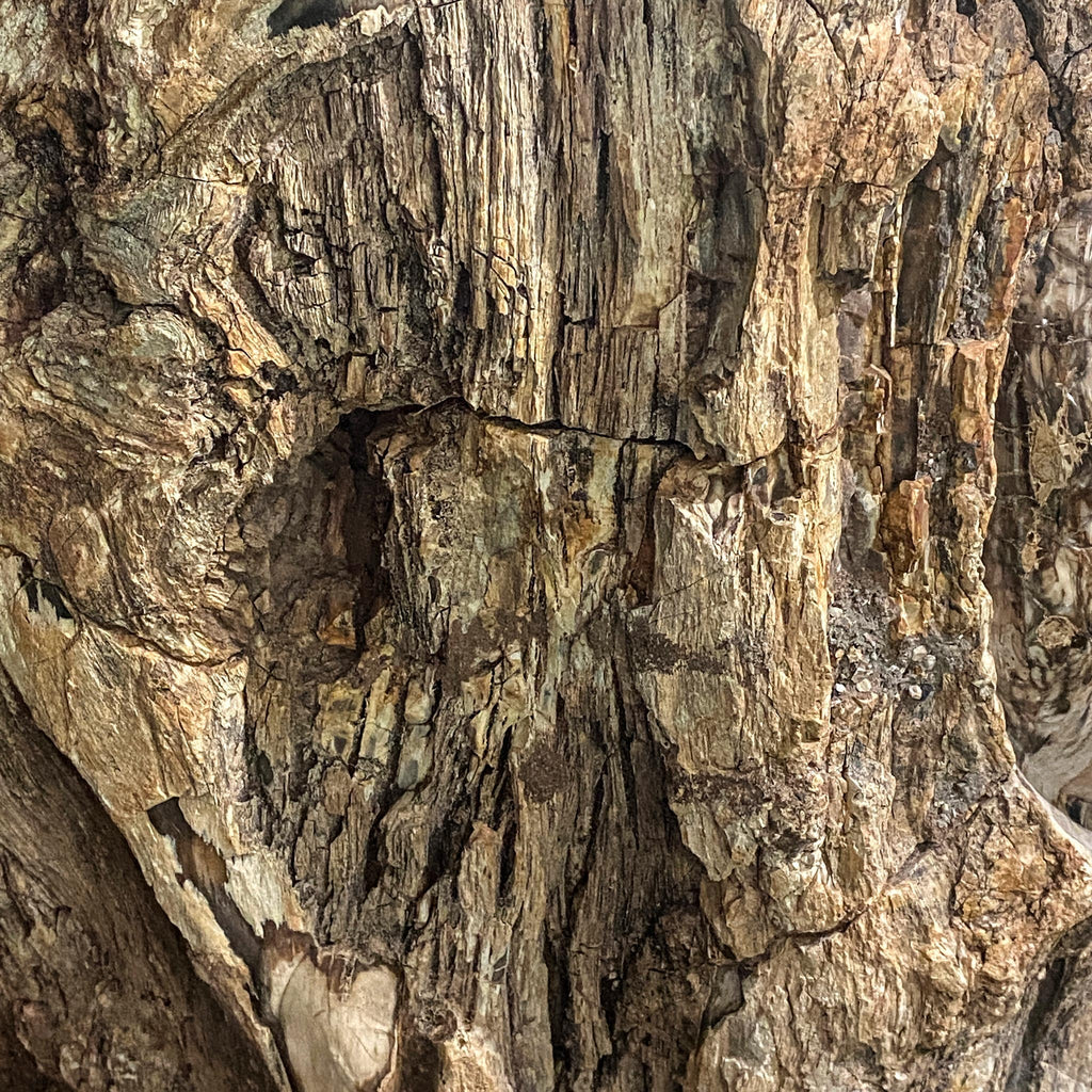 Petrified Tree Trunk with Engraved Face from Madagascar