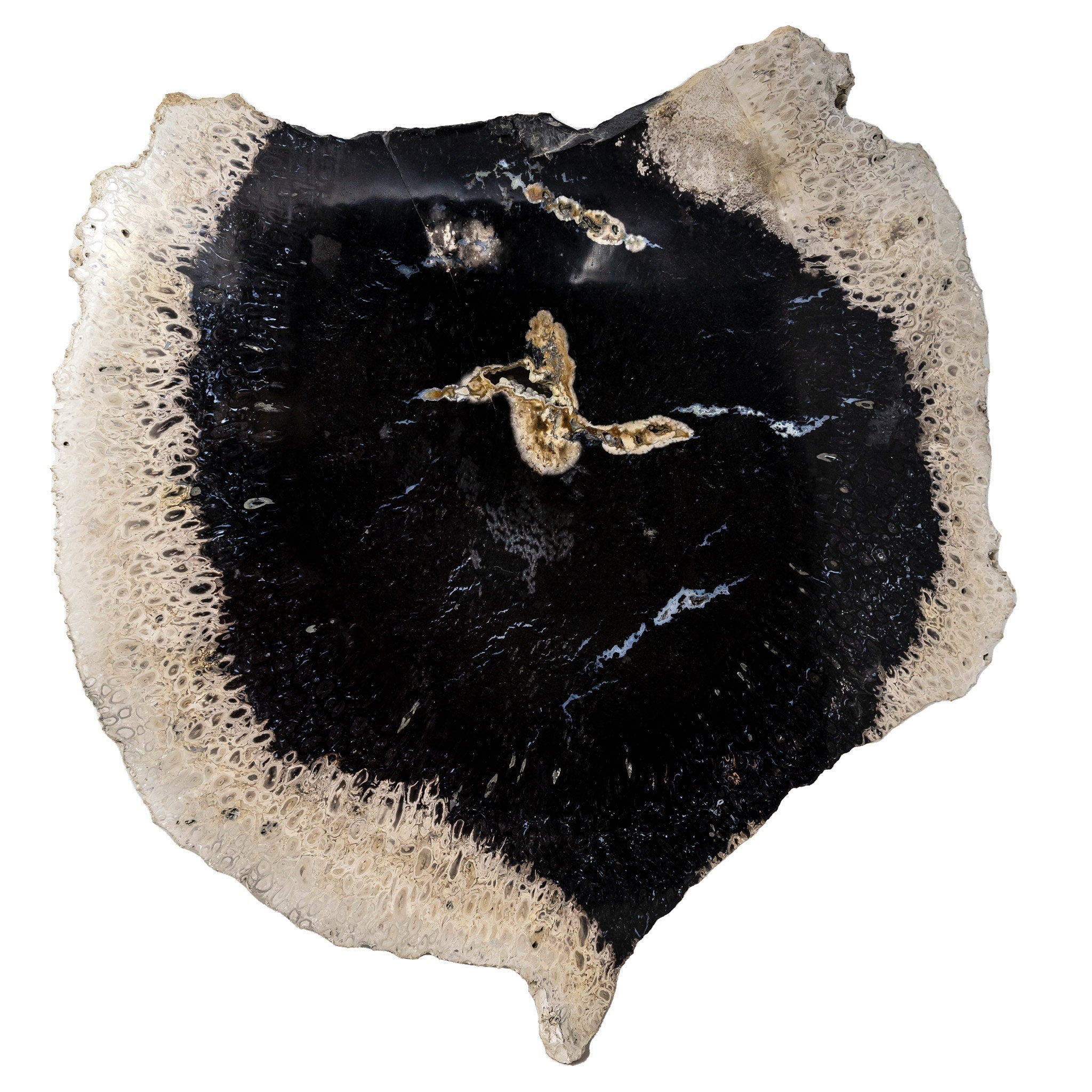 Fossilized Black Palm Root Slab 6.24Kg