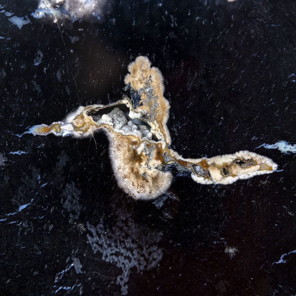 Fossilized Black Palm Root Slab 6.24Kg