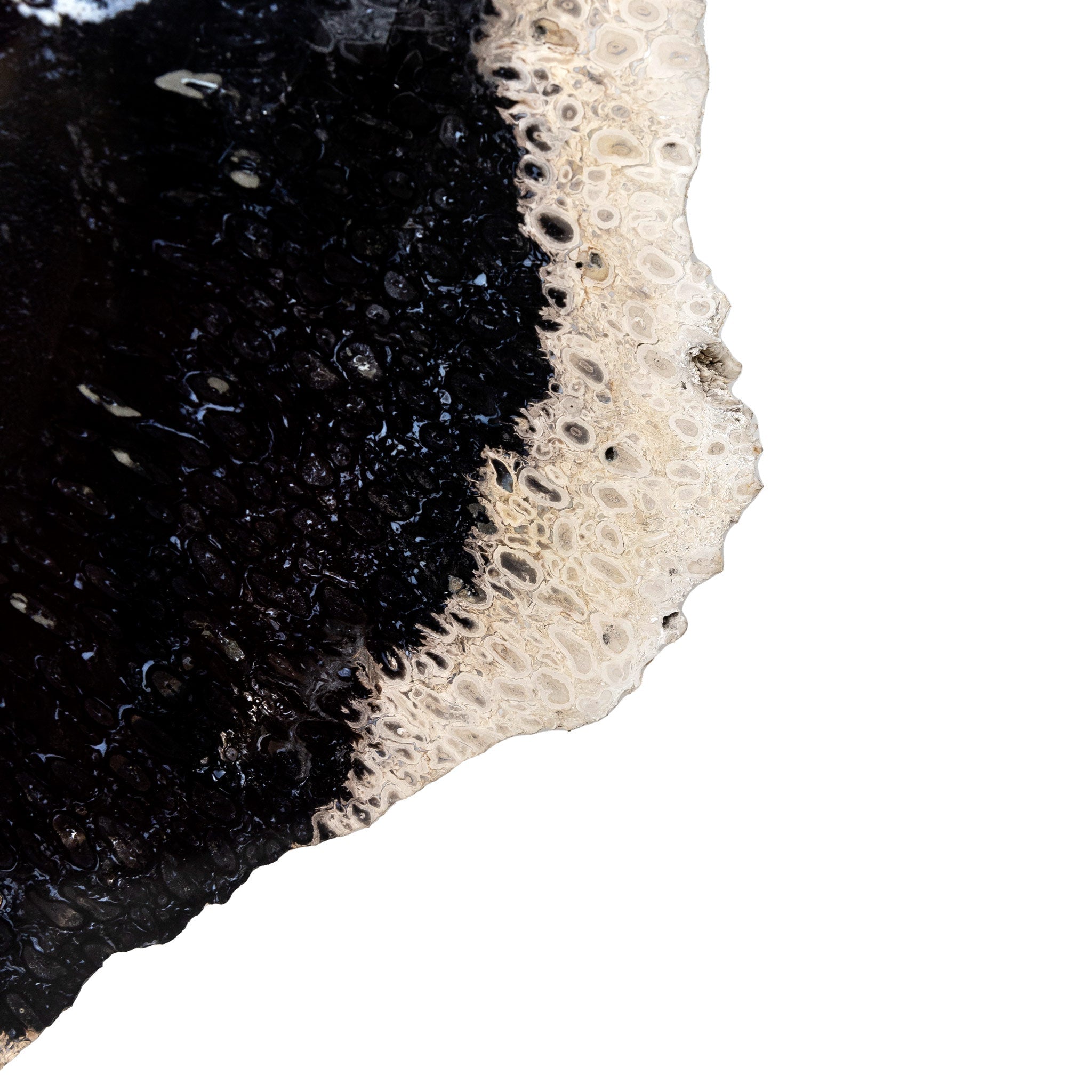 Fossilized Black Palm Root Slab 6.24Kg