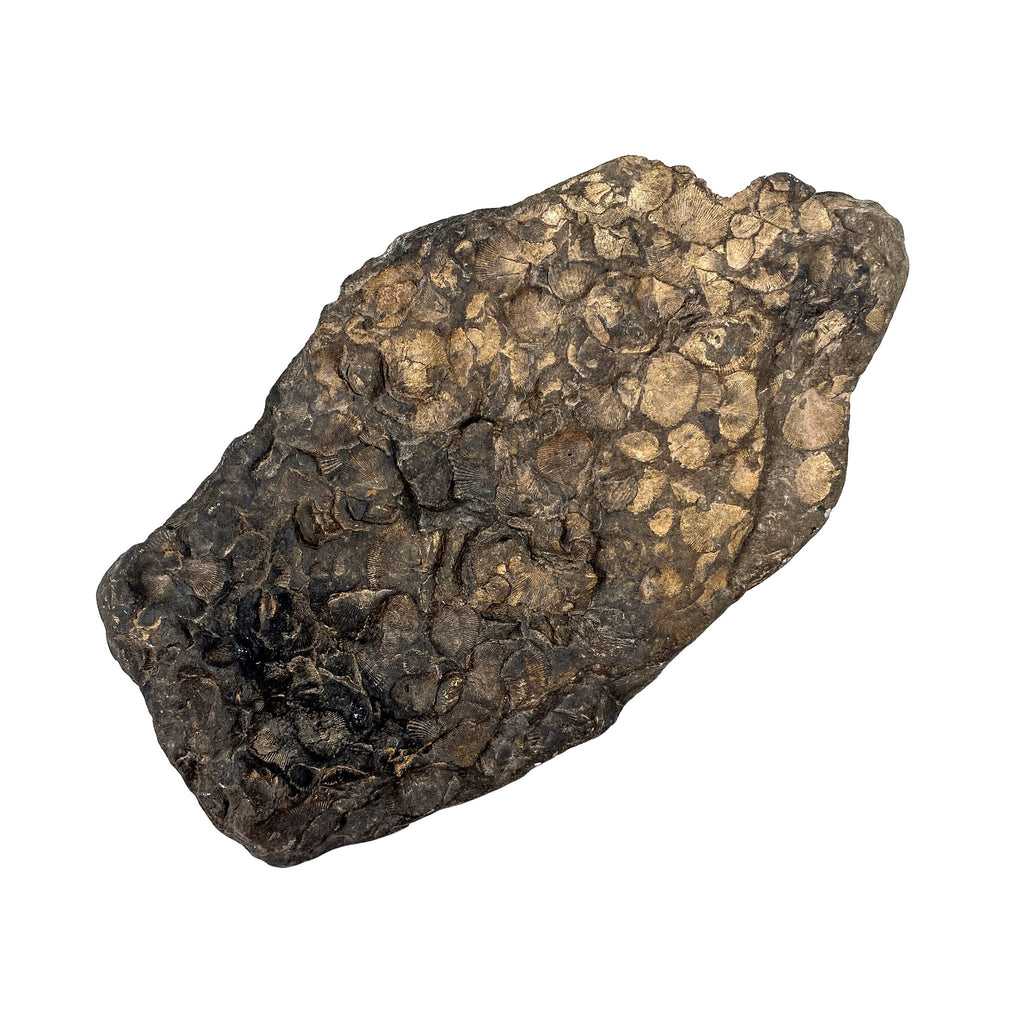 Mother Earth Raw Fossil 2487g