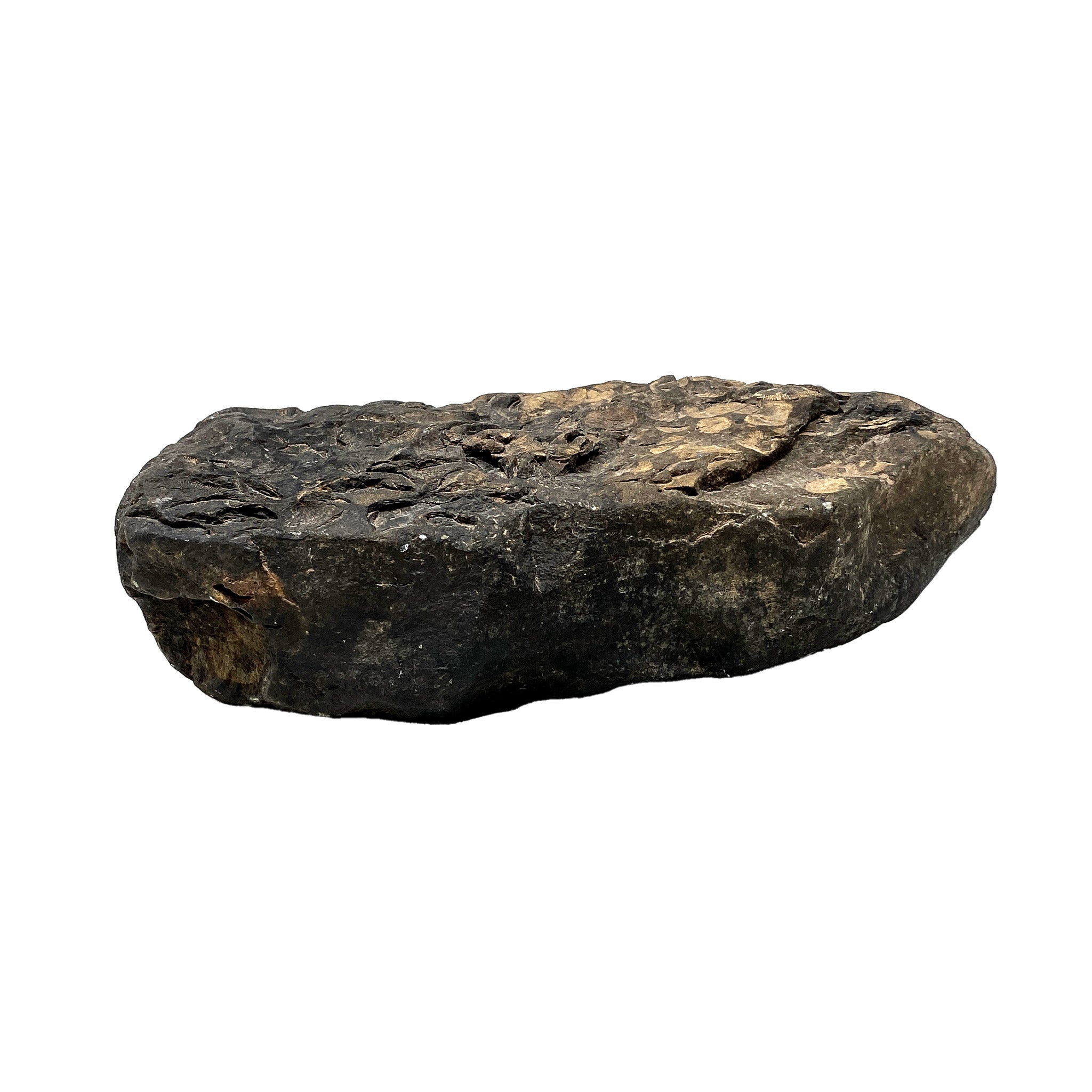 Mother Earth Raw Fossil 2487g