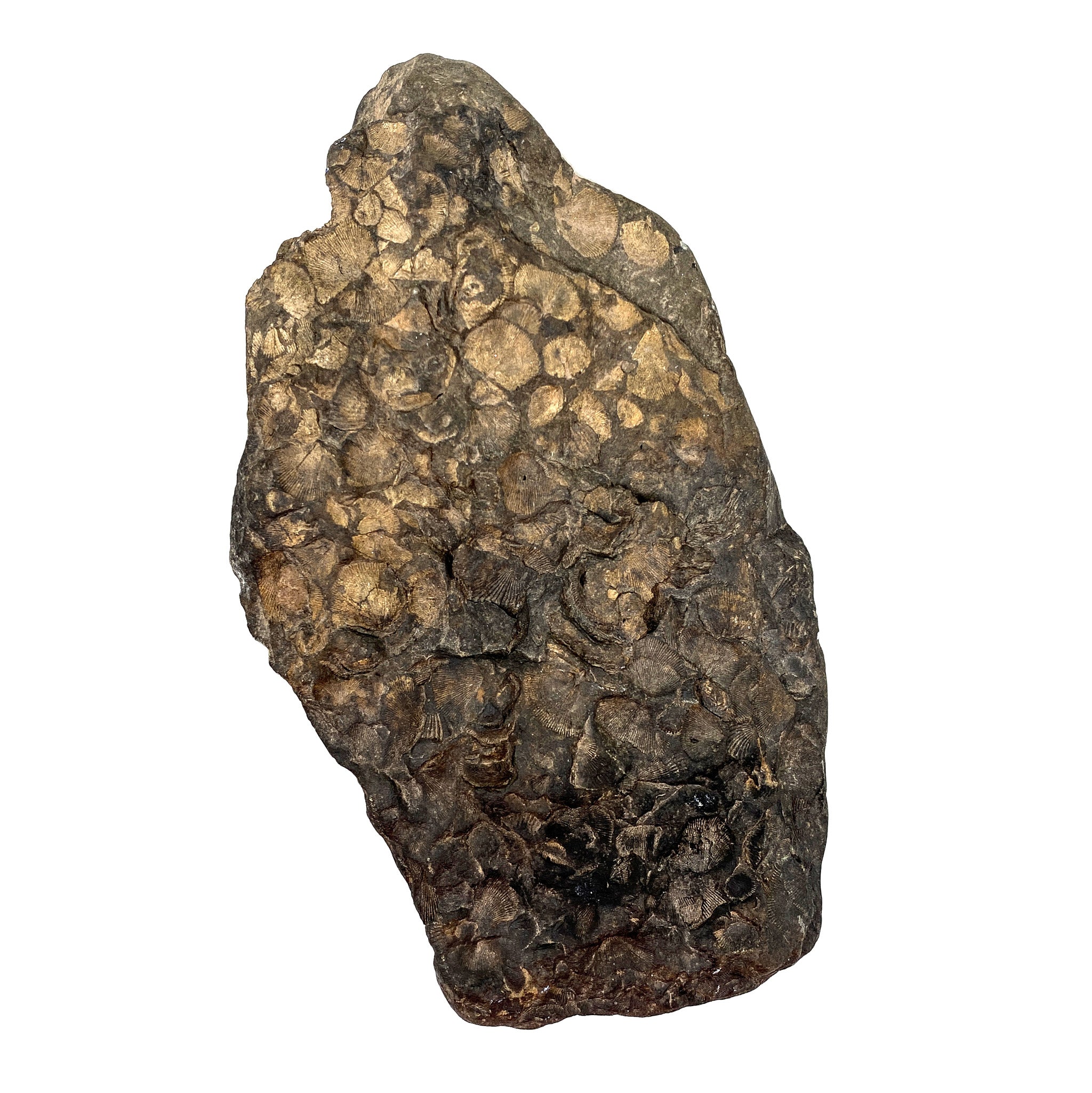 Mother Earth Raw Fossil 2487g