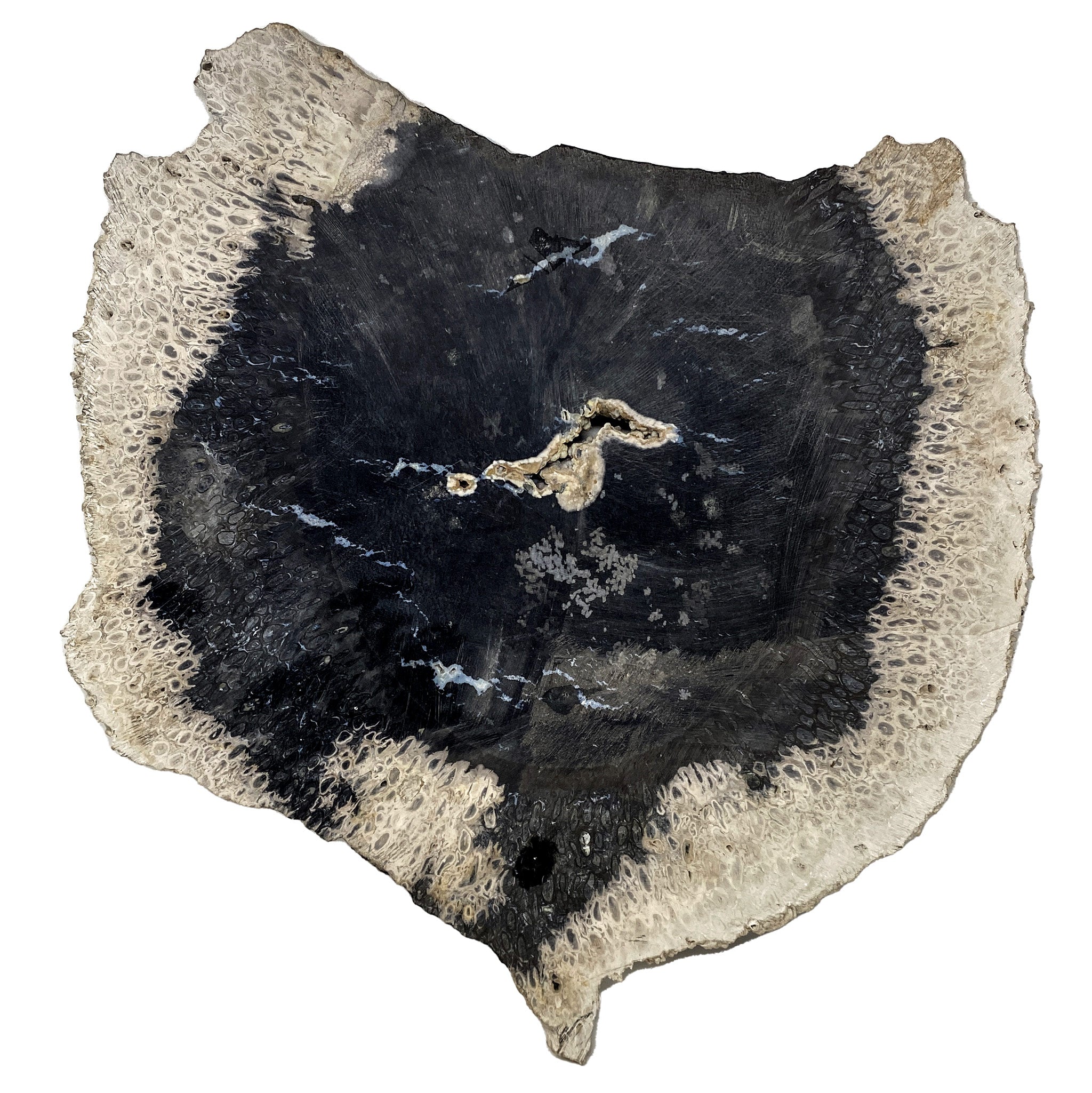 Fossilized Black Palm Root Slab 6.24Kg