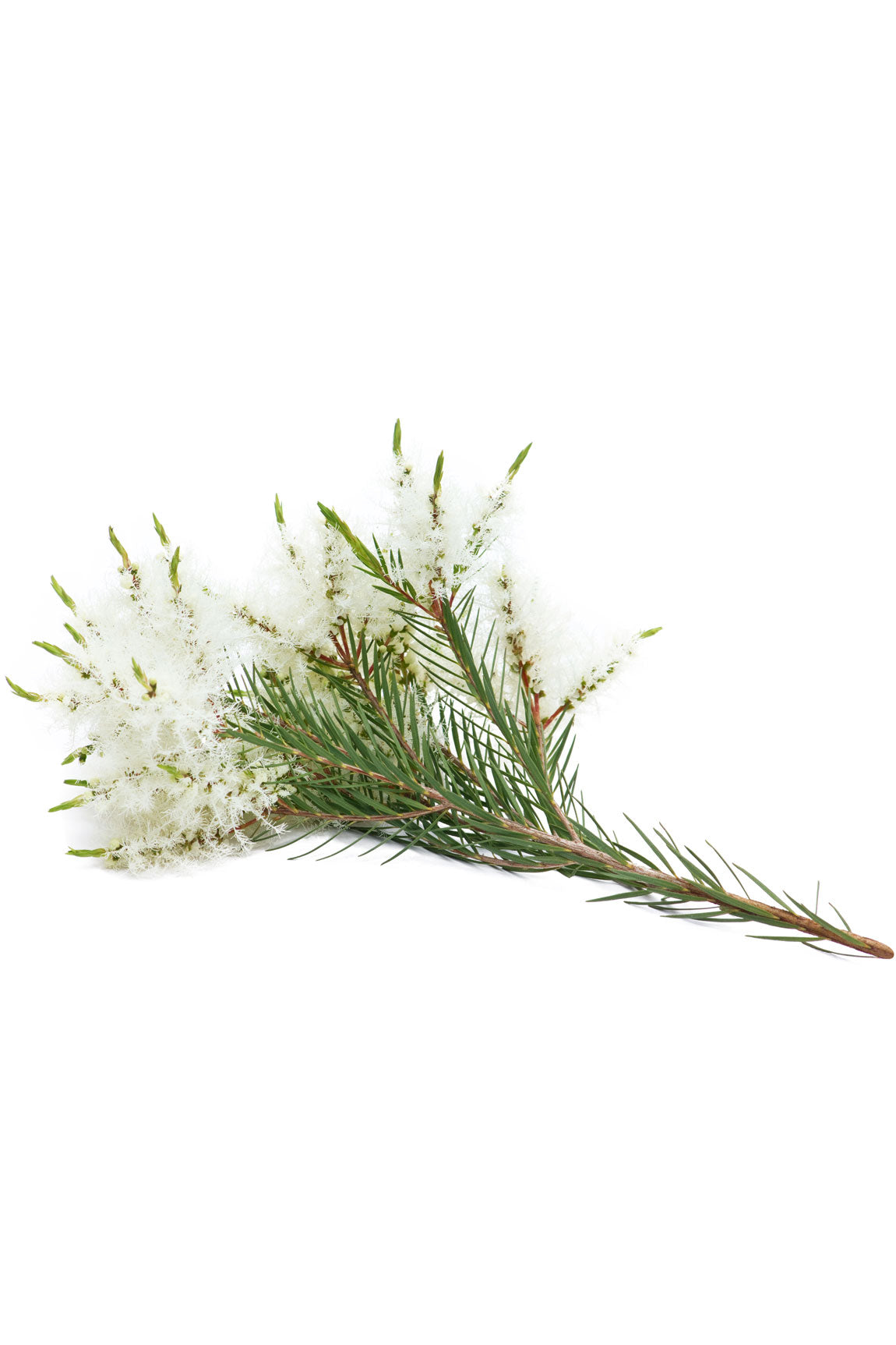 Melaleuca | Herbaceous, Green & Leathery | doTERRA 5ml